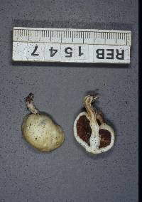 Psilocybe weraroa image