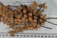 Piggotia nothofagi image