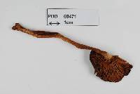 Cortinarius dulciolens image