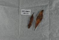 Coccomyces tympanibaculi image