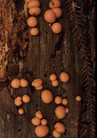 Lycogala epidendrum image