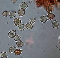 Entoloma gasteromycetoides image