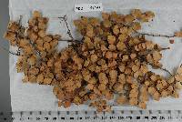 Piggotia nothofagi image