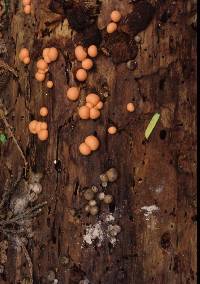 Lycogala epidendrum image