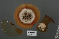 Coccomyces tympanibaculi image