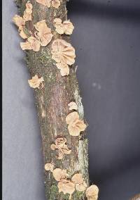 Anthracophyllum pallidum image