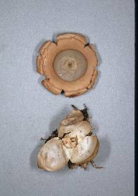 Geastrum velutinum image