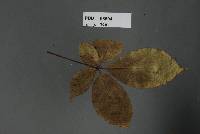 Mundkurella schefflerae image