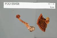 Cortinarius veronicae image
