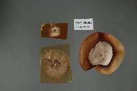 Coccomyces globososimilis image