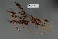 Image of Restiosporium dissimile