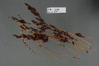 Restiosporium dissimile image