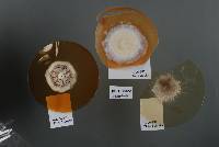 Coccomyces binnaburrensis image