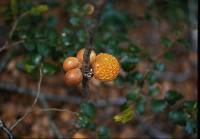 Cyttaria gunnii image