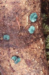 Chlorociboria aeruginascens subsp. australis image