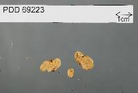 Gymnomyces leucocarpus image