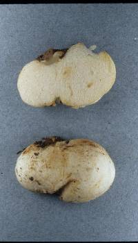 Gymnomyces leucocarpus image