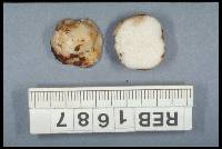 Gymnomyces parvisaxoides image