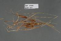 Macalpinomyces tristachyae image