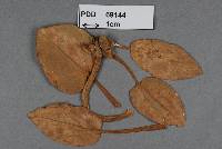 Image of Pseudodermatosorus sagittariae