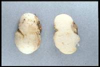 Gymnomyces leucocarpus image