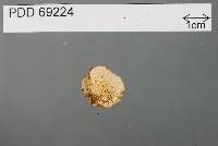 Gymnomyces parvisaxoides image