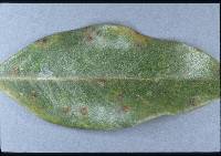 Puccinia akiraho image