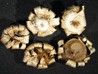 Geastrum floriforme image