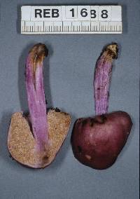 Cortinarius porphyroideus image