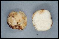 Gymnomyces parvisaxoides image
