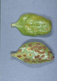 Puccinia coprosmae image