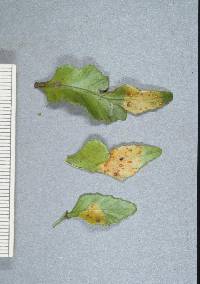 Caeoma peltatum image