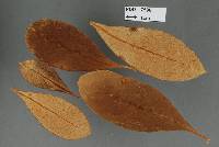 Puccinia coprosmae image