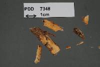 Hyphoderma utriculosum image