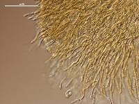 Rectipilus sulphureus image