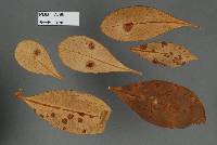 Puccinia coprosmae image