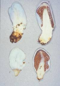 Weraroa virescens image