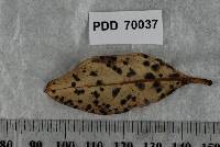 Endomeliola dingleyae image