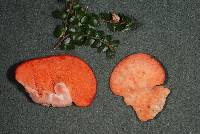 Tyromyces pulcherrimus image