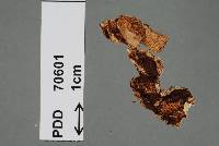 Image of Wrightoporia micropora