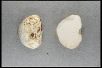 Gymnomyces cristatus image