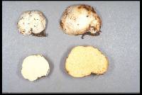 Gymnomyces redolens image