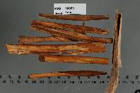 Image of Hispidula pounamu