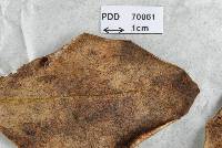 Moellerodiscus griseliniae image