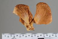 Pleurotus pulmonarius image