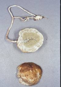 Protubera parvispora image