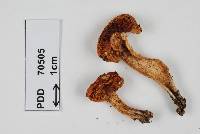 Cortinarius naphthalinus image
