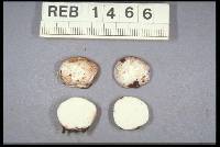 Gymnomyces redolens image