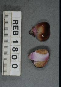 Cortinarius porphyroideus image