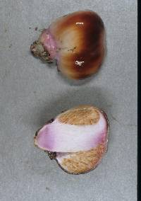 Cortinarius porphyroideus image